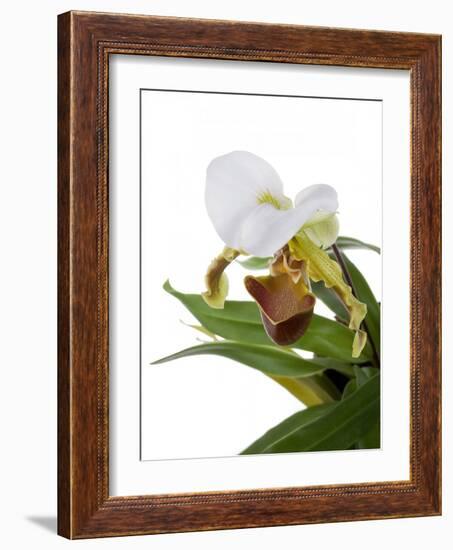 Paphiopedilum Leeanum-Fabio Petroni-Framed Photographic Print