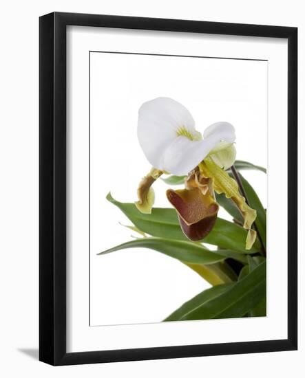 Paphiopedilum Leeanum-Fabio Petroni-Framed Photographic Print