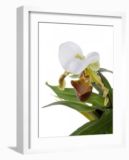 Paphiopedilum Leeanum-Fabio Petroni-Framed Photographic Print