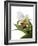 Paphiopedilum Leeanum-Fabio Petroni-Framed Photographic Print