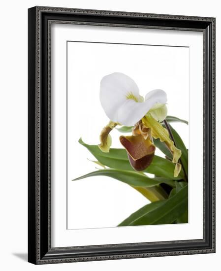 Paphiopedilum Leeanum-Fabio Petroni-Framed Photographic Print