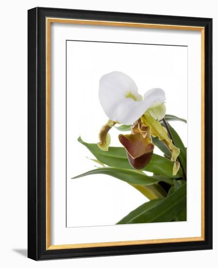 Paphiopedilum Leeanum-Fabio Petroni-Framed Photographic Print