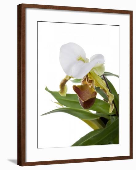 Paphiopedilum Leeanum-Fabio Petroni-Framed Photographic Print