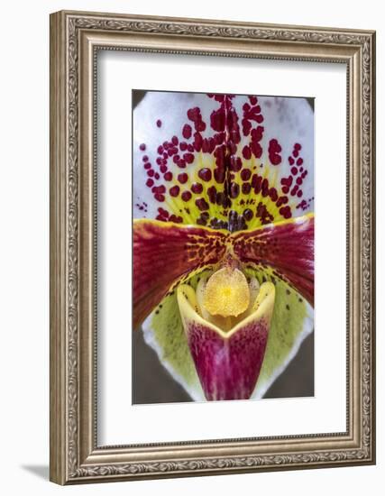 Paphiopedilum orchid, Lady Slipper-Jim Engelbrecht-Framed Photographic Print