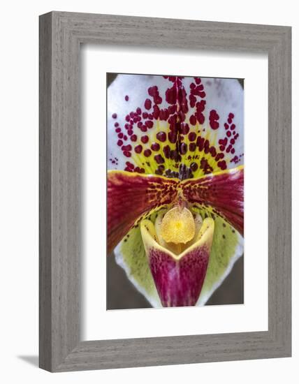 Paphiopedilum orchid, Lady Slipper-Jim Engelbrecht-Framed Photographic Print