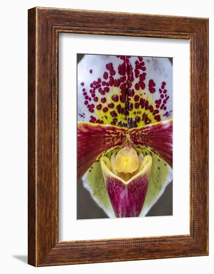 Paphiopedilum orchid, Lady Slipper-Jim Engelbrecht-Framed Photographic Print