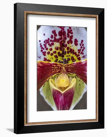 Paphiopedilum orchid, Lady Slipper-Jim Engelbrecht-Framed Photographic Print