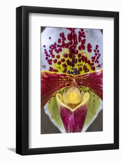 Paphiopedilum orchid, Lady Slipper-Jim Engelbrecht-Framed Photographic Print