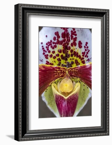 Paphiopedilum orchid, Lady Slipper-Jim Engelbrecht-Framed Photographic Print