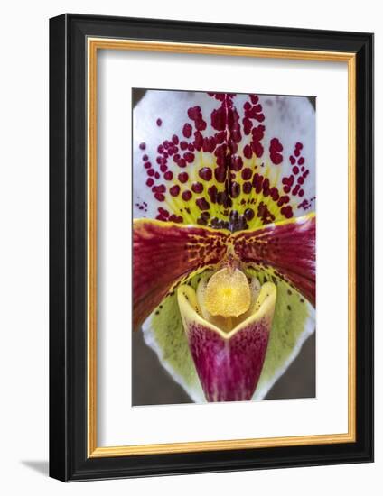 Paphiopedilum orchid, Lady Slipper-Jim Engelbrecht-Framed Photographic Print