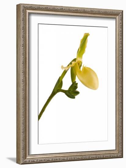 Paphiopedilum Pinocchio F.Ma Alba1-Fabio Petroni-Framed Photographic Print