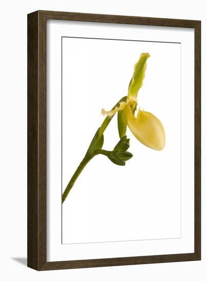 Paphiopedilum Pinocchio F.Ma Alba1-Fabio Petroni-Framed Photographic Print