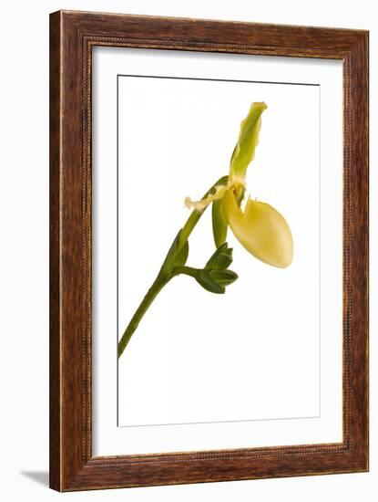 Paphiopedilum Pinocchio F.Ma Alba1-Fabio Petroni-Framed Photographic Print