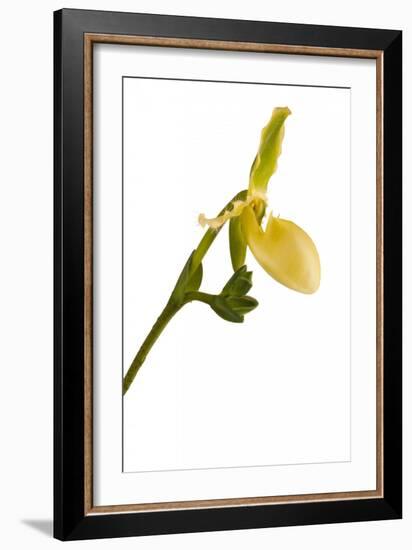 Paphiopedilum Pinocchio F.Ma Alba1-Fabio Petroni-Framed Photographic Print