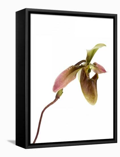 Paphiopedilum Venustum-Fabio Petroni-Framed Premier Image Canvas