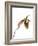 Paphiopedilum Venustum-Fabio Petroni-Framed Photographic Print