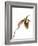 Paphiopedilum Venustum-Fabio Petroni-Framed Photographic Print