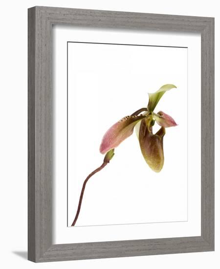 Paphiopedilum Venustum-Fabio Petroni-Framed Photographic Print