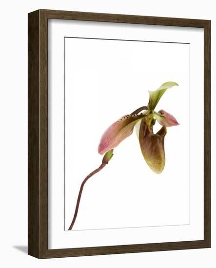 Paphiopedilum Venustum-Fabio Petroni-Framed Photographic Print