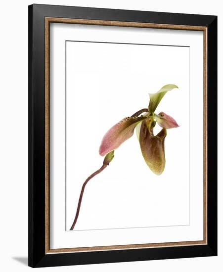 Paphiopedilum Venustum-Fabio Petroni-Framed Photographic Print