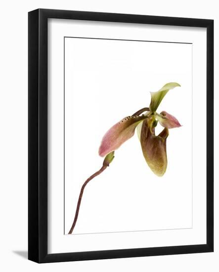 Paphiopedilum Venustum-Fabio Petroni-Framed Photographic Print