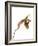 Paphiopedilum Venustum-Fabio Petroni-Framed Photographic Print