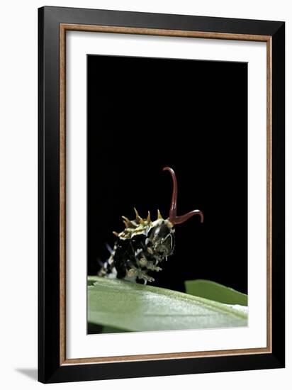 Papilio Aegeus (Orchard Swallowtail Butterfly, Large Citrus Butterfly) - Disturbed Caterpillar Ever-Paul Starosta-Framed Photographic Print