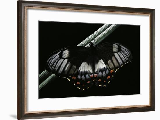 Papilio Aegeus (Orchard Swallowtail Butterfly, Large Citrus Butterfly) - Female-Paul Starosta-Framed Photographic Print