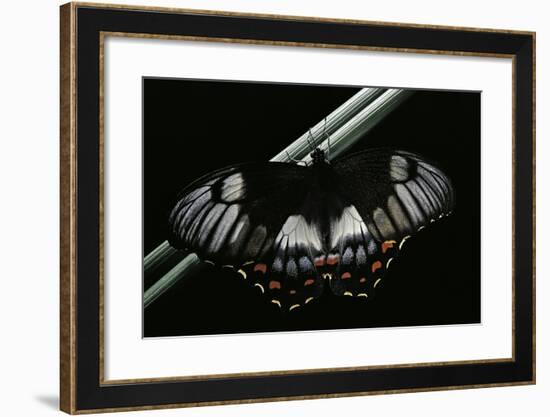 Papilio Aegeus (Orchard Swallowtail Butterfly, Large Citrus Butterfly) - Female-Paul Starosta-Framed Photographic Print