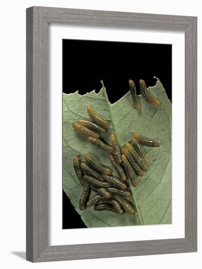 Papilio Anchisiades (Ruby-Spotted Swallowtail) - Caterpillars-Paul Starosta-Framed Photographic Print