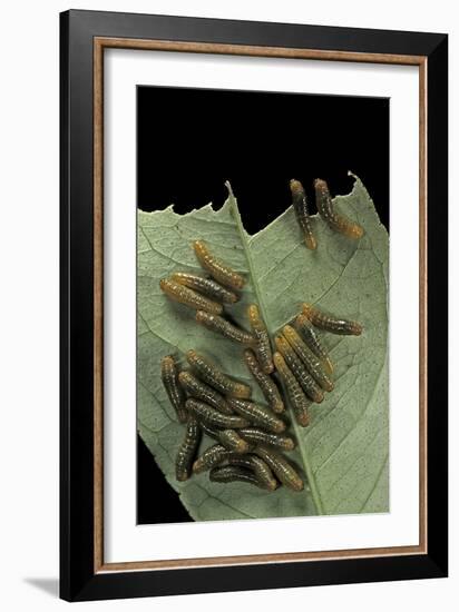 Papilio Anchisiades (Ruby-Spotted Swallowtail) - Caterpillars-Paul Starosta-Framed Photographic Print