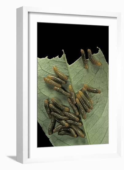 Papilio Anchisiades (Ruby-Spotted Swallowtail) - Caterpillars-Paul Starosta-Framed Photographic Print