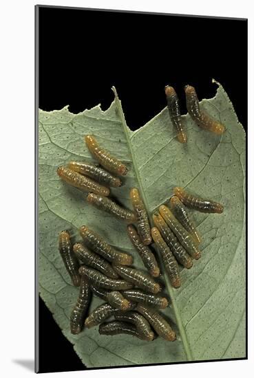 Papilio Anchisiades (Ruby-Spotted Swallowtail) - Caterpillars-Paul Starosta-Mounted Photographic Print