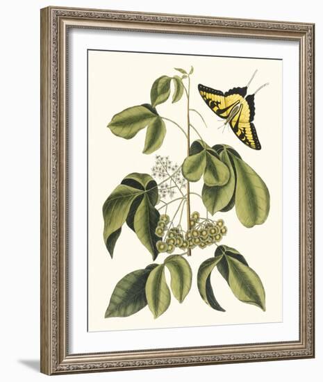 Papilio Antilochus-Marc Catesby-Framed Giclee Print