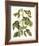 Papilio Antilochus-Marc Catesby-Framed Giclee Print