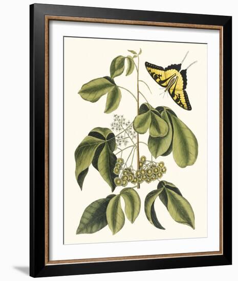 Papilio Antilochus-Marc Catesby-Framed Giclee Print