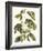 Papilio Antilochus-Marc Catesby-Framed Giclee Print