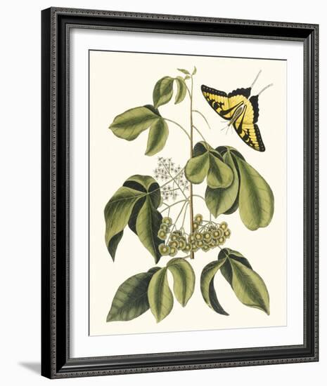 Papilio Antilochus-Marc Catesby-Framed Giclee Print