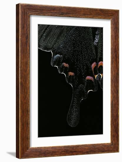 Papilio Arcturus (Blue Peacock) - Wings Detail-Paul Starosta-Framed Photographic Print