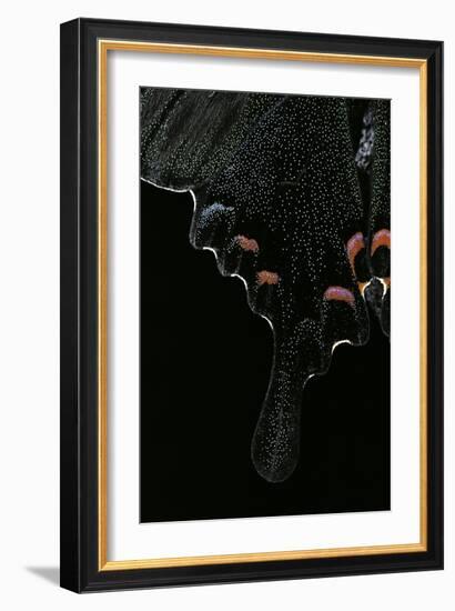 Papilio Arcturus (Blue Peacock) - Wings Detail-Paul Starosta-Framed Photographic Print