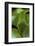 Papilio Bianor (Chinese Peacock Butterfly) - Caterpillar-Paul Starosta-Framed Photographic Print