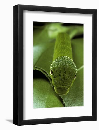 Papilio Bianor (Chinese Peacock Butterfly) - Caterpillar-Paul Starosta-Framed Photographic Print