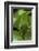 Papilio Bianor (Chinese Peacock Butterfly) - Caterpillar-Paul Starosta-Framed Photographic Print