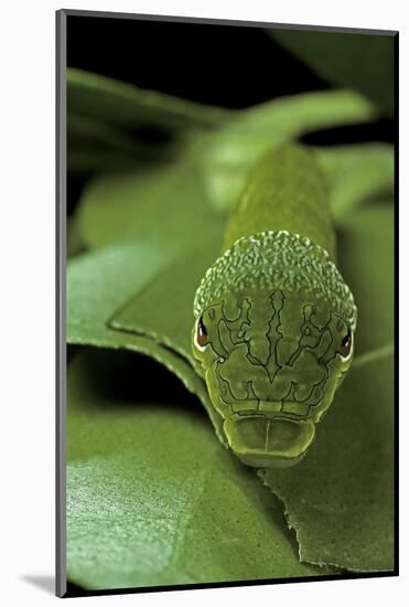 Papilio Bianor (Chinese Peacock Butterfly) - Caterpillar-Paul Starosta-Mounted Photographic Print