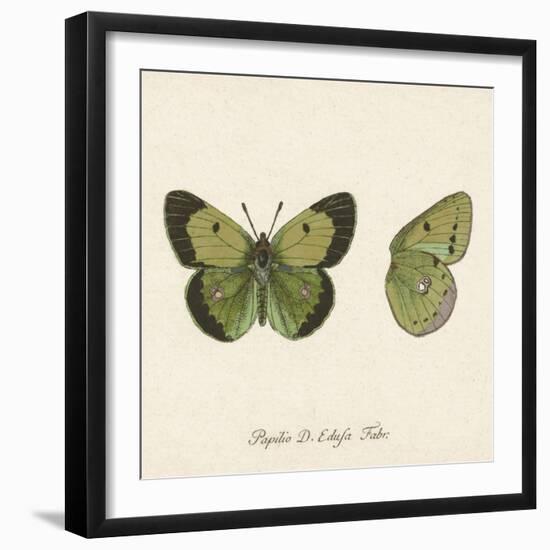 Papilio Edusa Fabr-A^ Poiteau-Framed Giclee Print