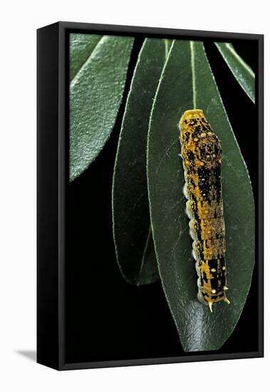 Papilio Epiphorbas (Tearful Swallowtail) - Caterpillar-Paul Starosta-Framed Premier Image Canvas