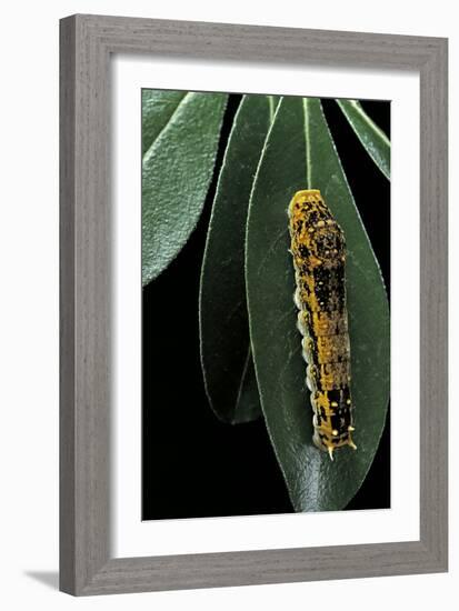 Papilio Epiphorbas (Tearful Swallowtail) - Caterpillar-Paul Starosta-Framed Photographic Print