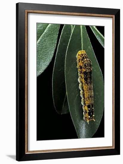 Papilio Epiphorbas (Tearful Swallowtail) - Caterpillar-Paul Starosta-Framed Photographic Print