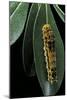 Papilio Epiphorbas (Tearful Swallowtail) - Caterpillar-Paul Starosta-Mounted Photographic Print