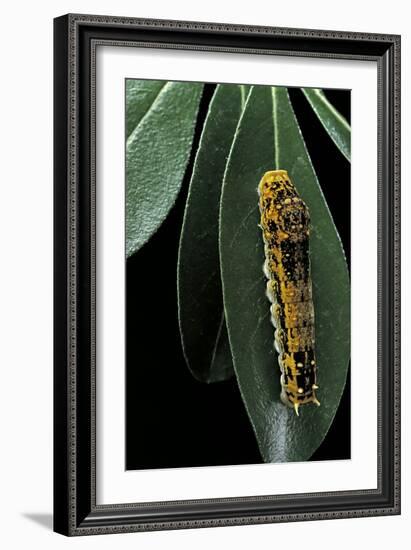 Papilio Epiphorbas (Tearful Swallowtail) - Caterpillar-Paul Starosta-Framed Photographic Print